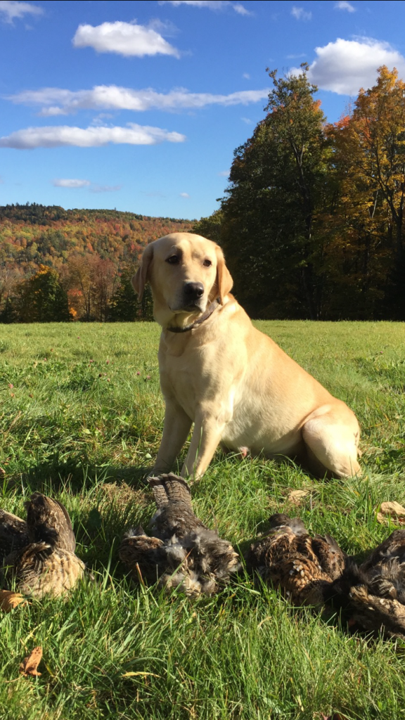Retired Dogs Cross Road Retrievers