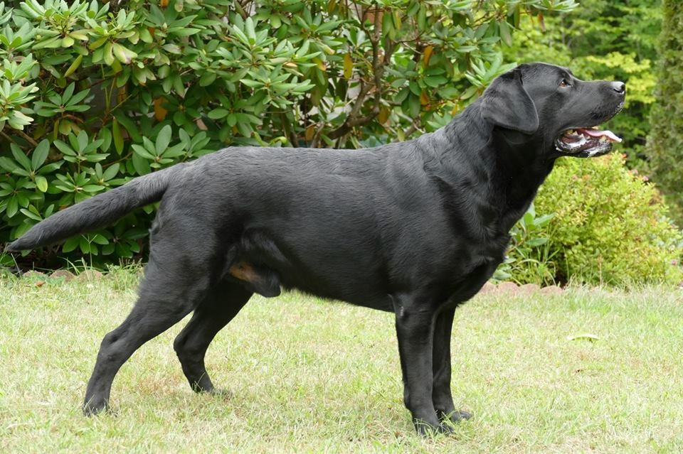 Studs Cross Road Retrievers