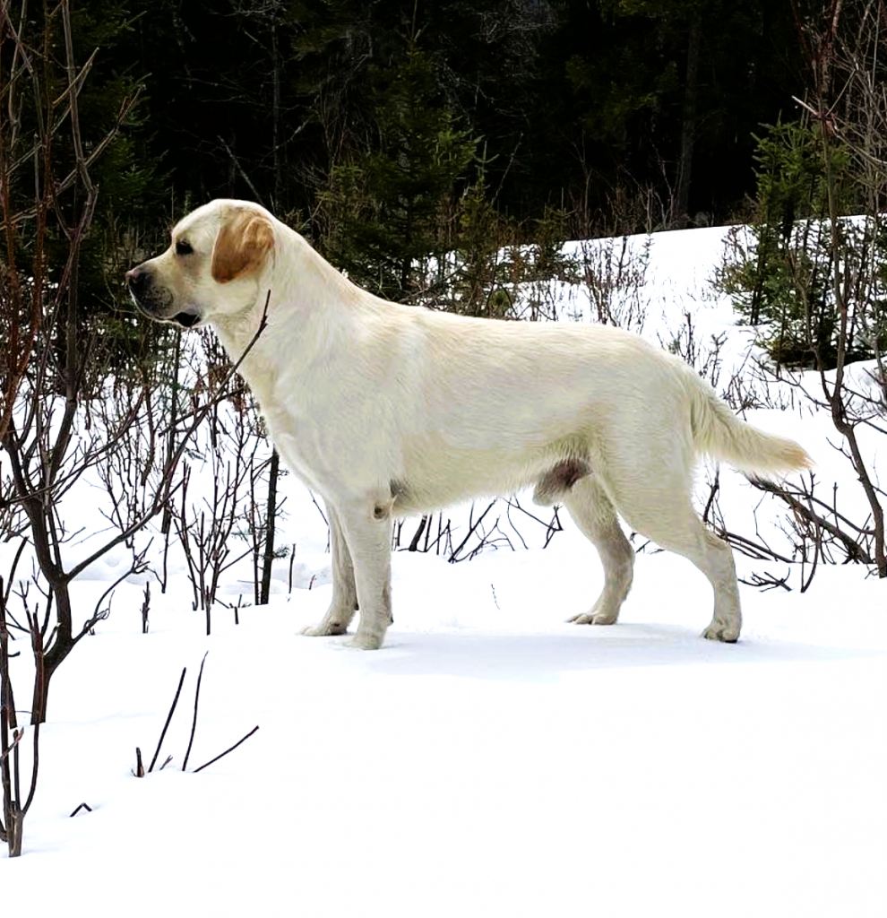 Cross Road Retrievers Doing our part to better the breed!