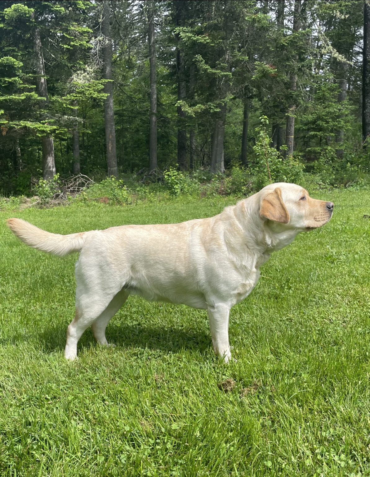 The Girls Cross Road Retrievers